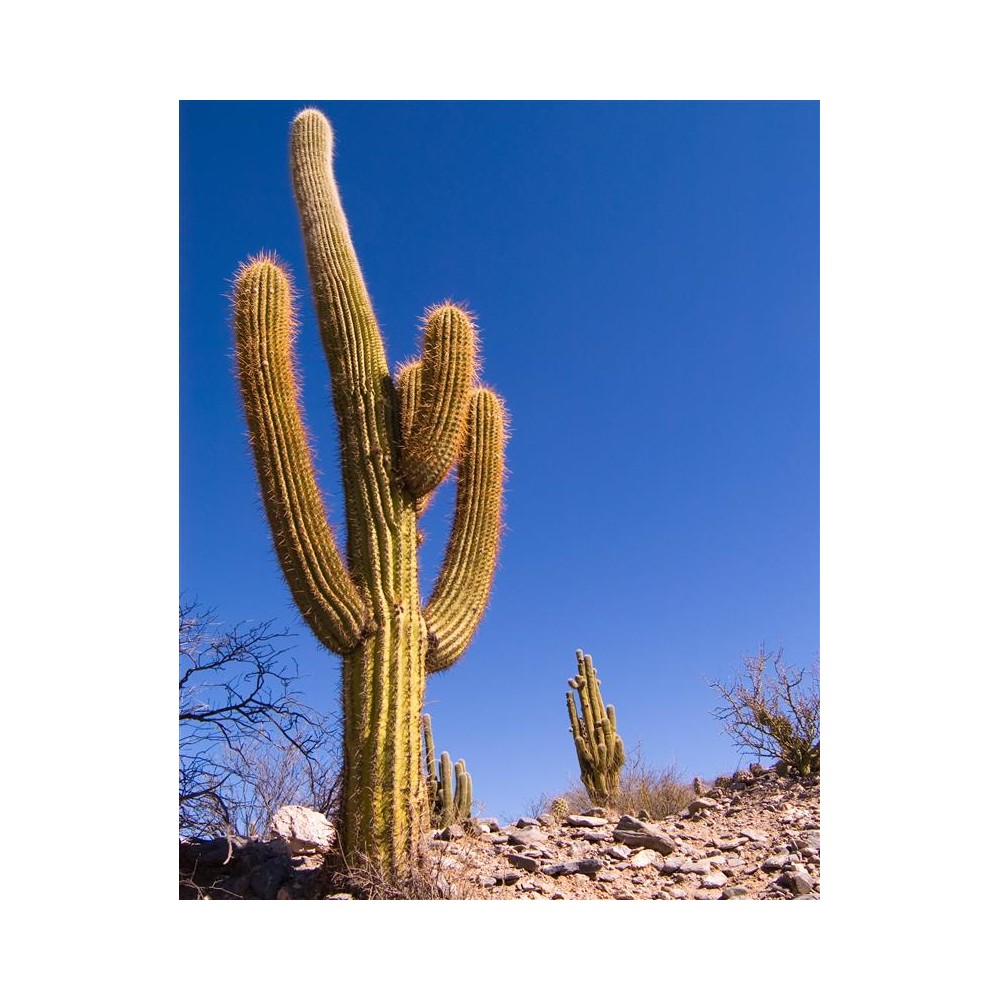 TRICHOCEREUS pasacana