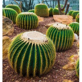 ECHINOCACTUS grusonii Brevispinus