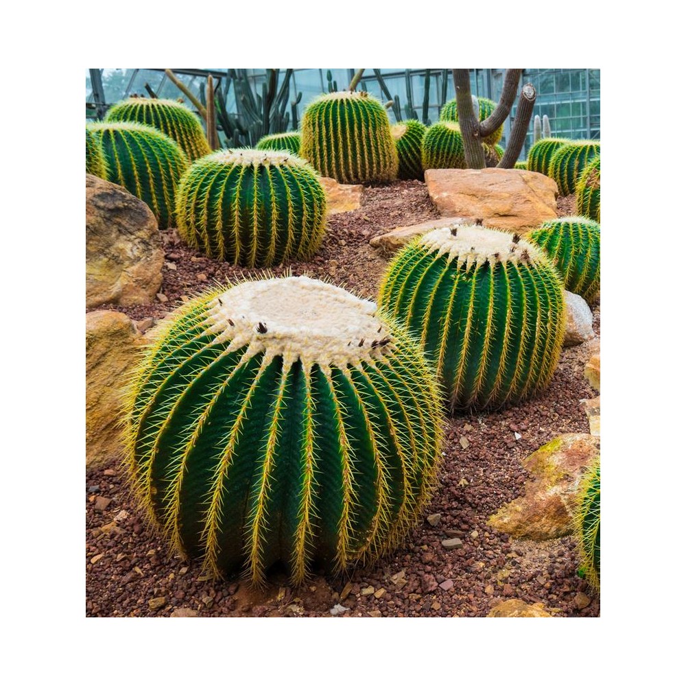 ECHINOCACTUS grusonii Brevispinus