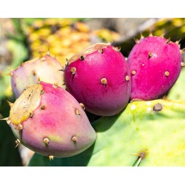 OPUNTIA semi-inermis