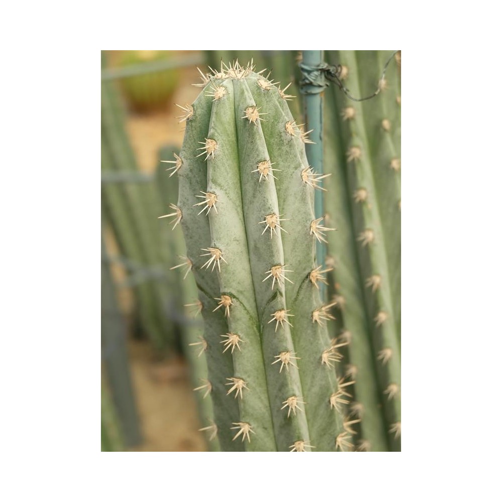 TRICHOCEREUS peruvianus