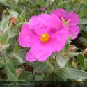 CISTUS albidus