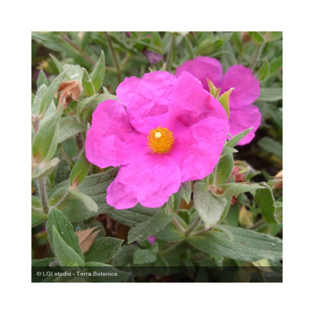 CISTUS albidus