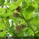 FAGUS sylvatica