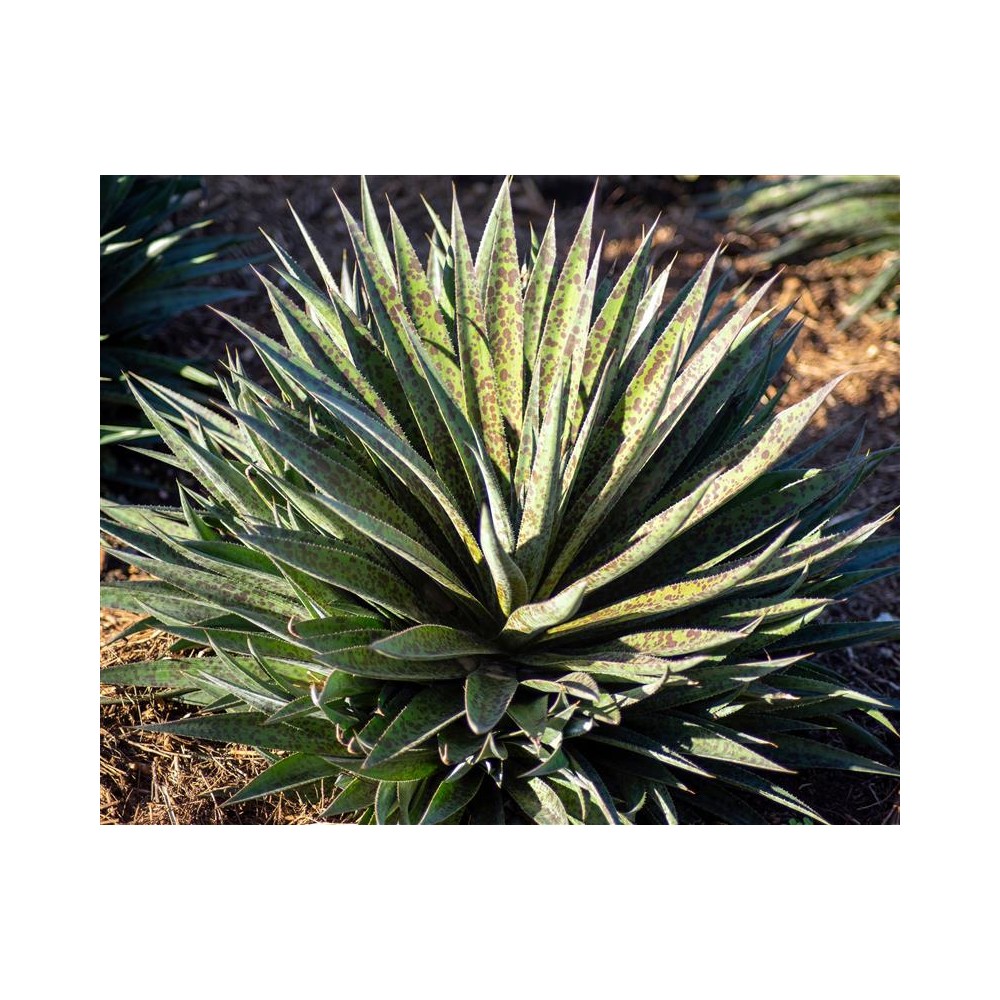 AGAVE (MANGAVE) x manfredii Pineapple Express - Pépinières de Corme-Royal