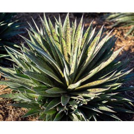 AGAVE (MANGAVE) x manfredii Pineapple Express