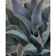 AGAVE (MANGAVE) x manfredii Silver Fox