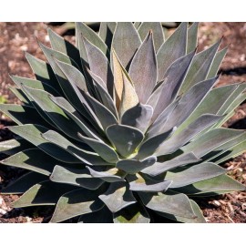 AGAVE (MANGAVE) x manfredii Lavender Lady