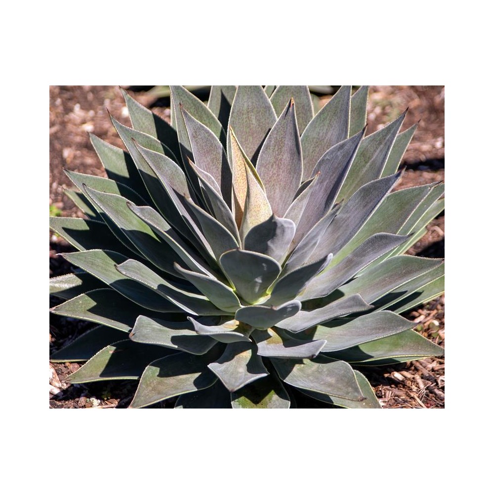 AGAVE (MANGAVE) x manfredii Lavender Lady