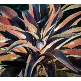 AGAVE (MANGAVE) x manfredii Mission to Mars