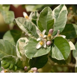 CITRUS sinensis Variegata