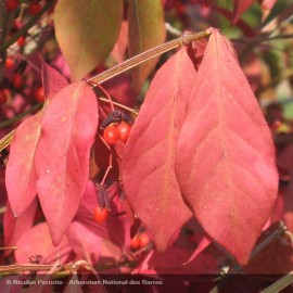 EUONYMUS alatus