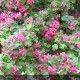 CRATAEGUS laevigata Paul's Scarlet