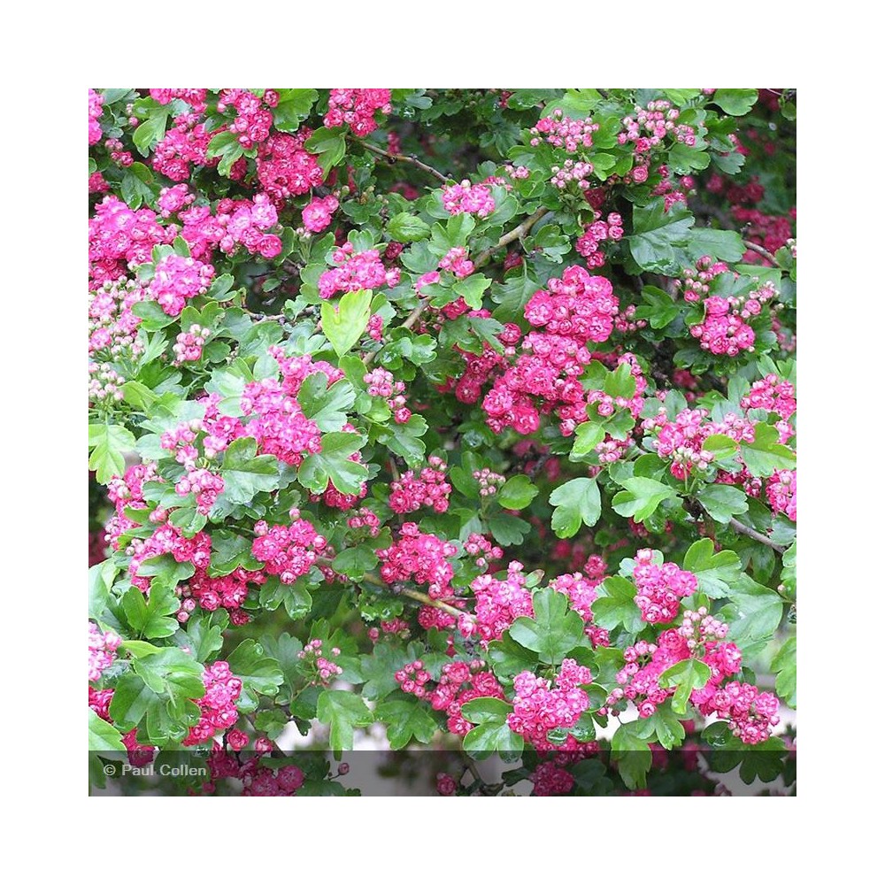 CRATAEGUS laevigata Paul's Scarlet