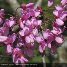 CERCIS siliquastrum