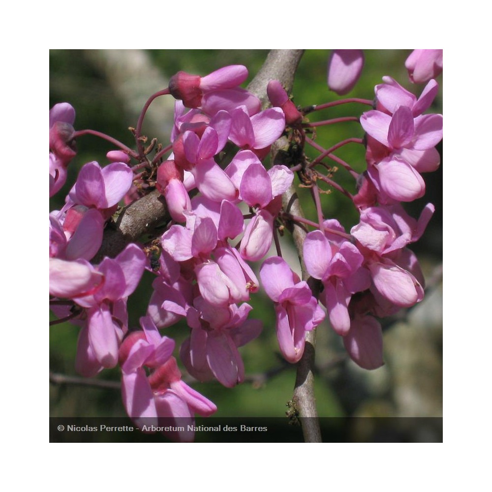 CERCIS siliquastrum