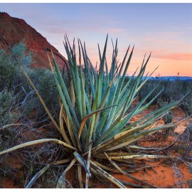 HESPERALOE funifera