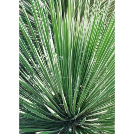 YUCCA filamentosa Linearifolia