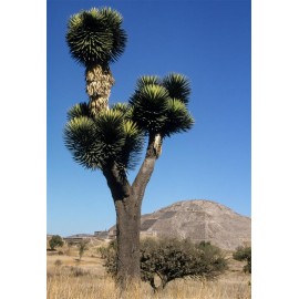 YUCCA carnerosana