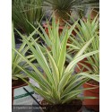 YUCCA elephantipes Jewel