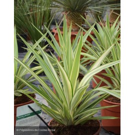 YUCCA elephantipes Jewel