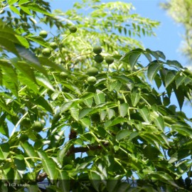 CELTIS australis