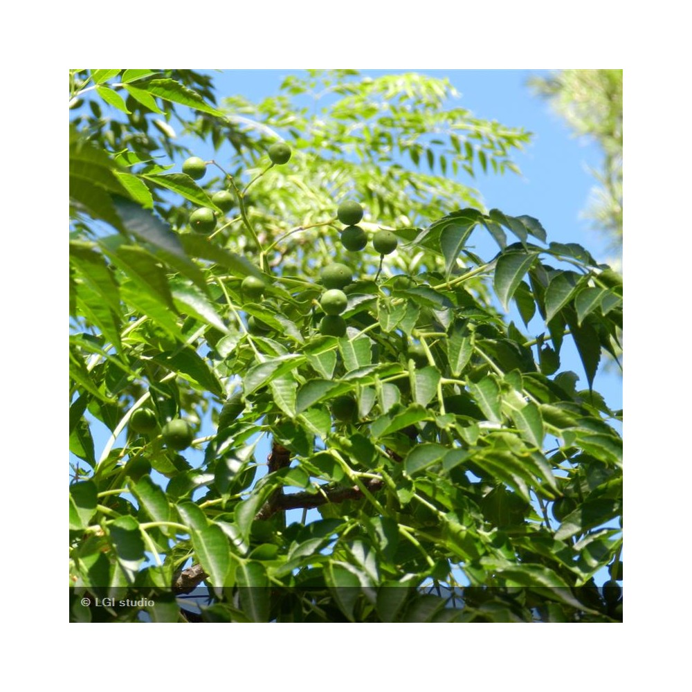CELTIS australis