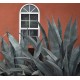 AGAVE franzosinii