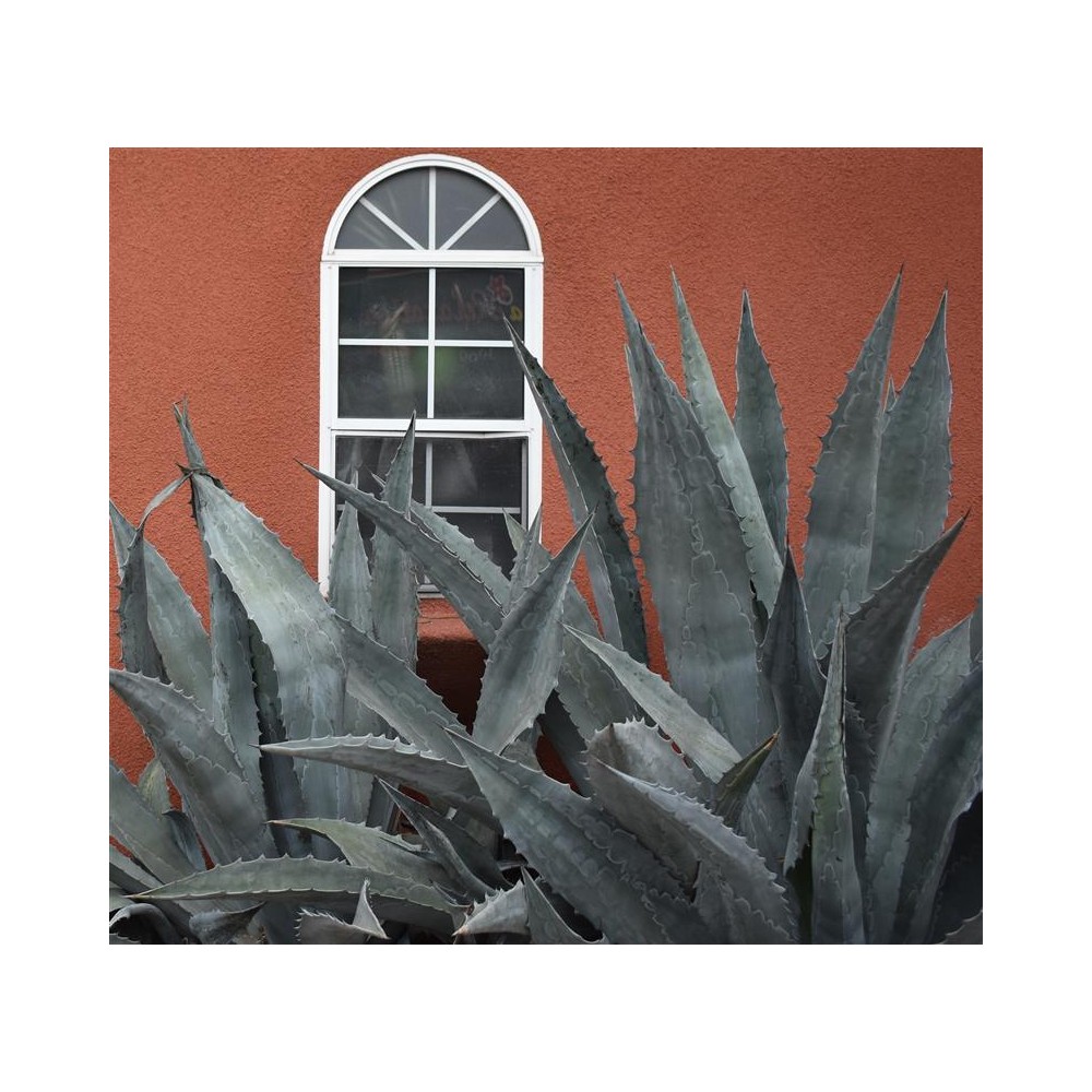 AGAVE franzosinii