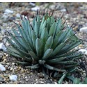 AGAVE macroacantha