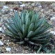 AGAVE macroacantha