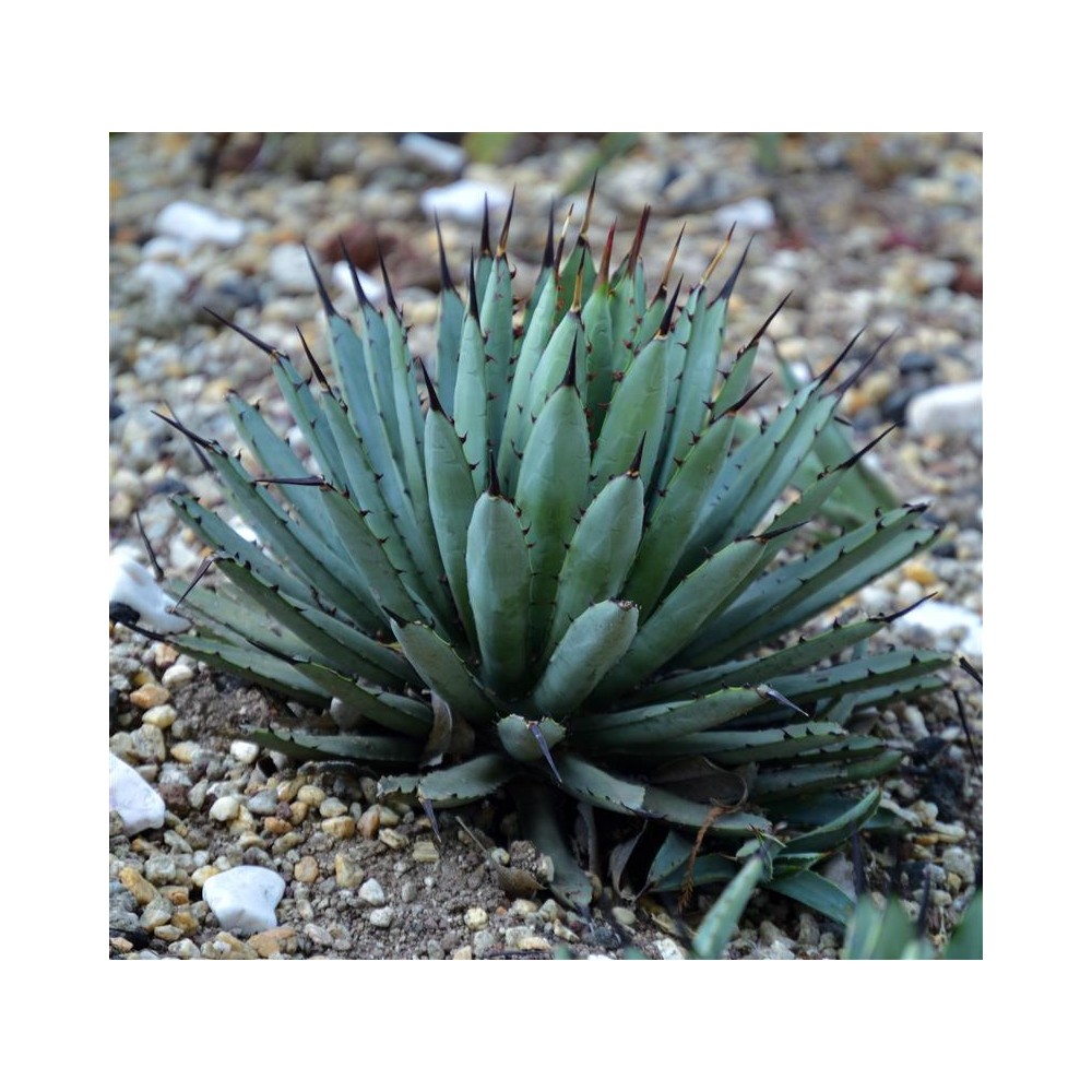 AGAVE macroacantha