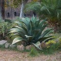 AGAVE ferox