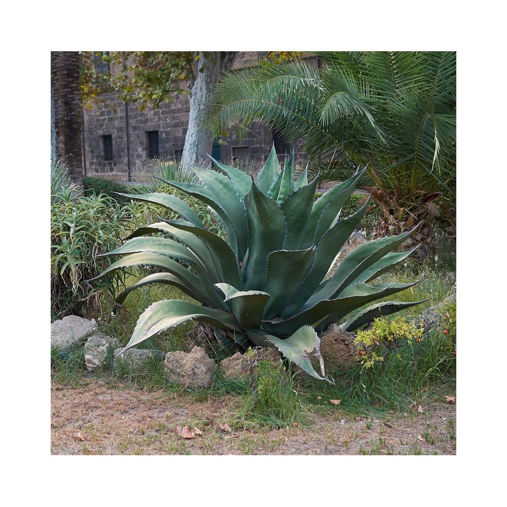 AGAVE ferox