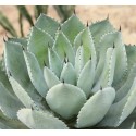 AGAVE applanata