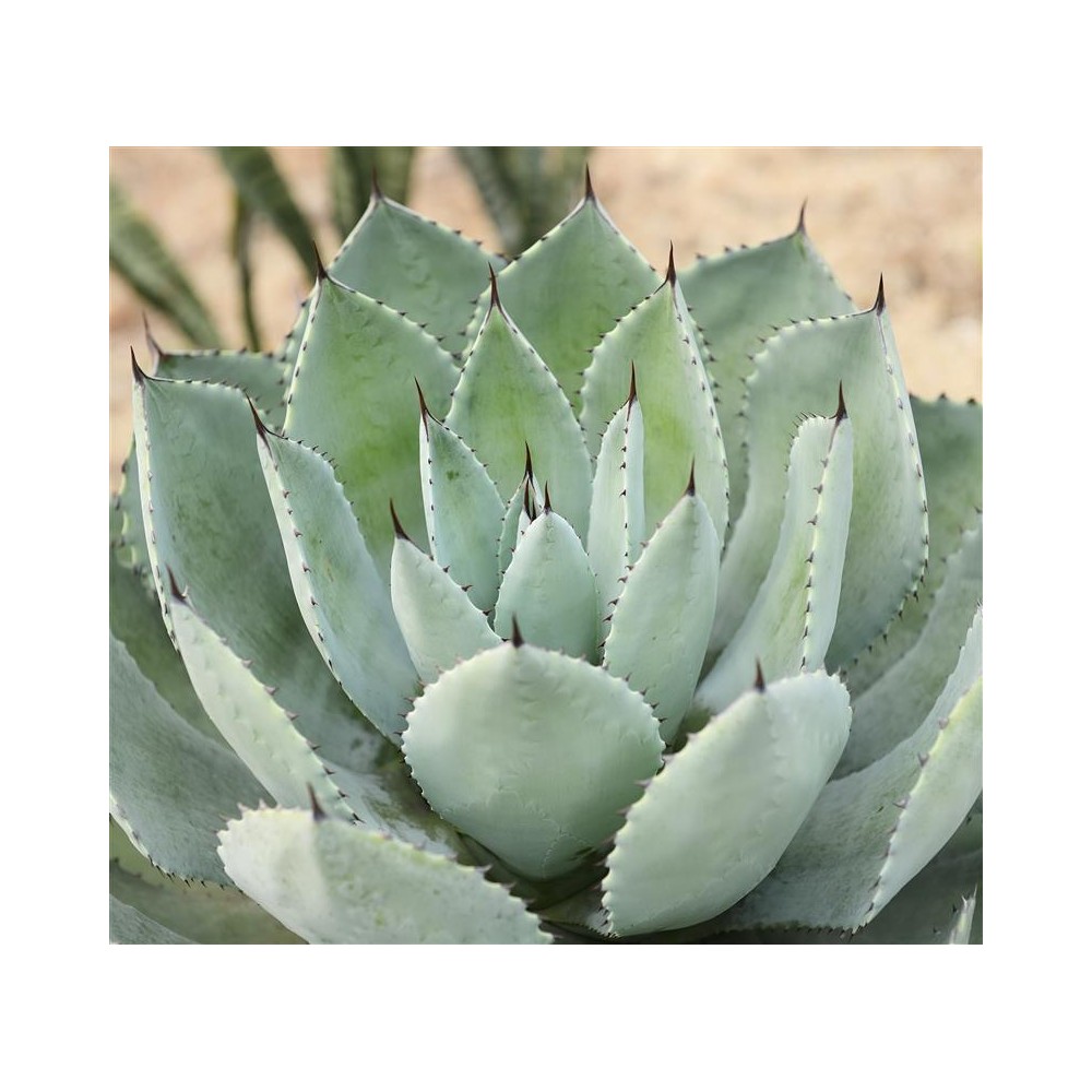 AGAVE applanata