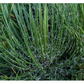 AGAVE geminiflora