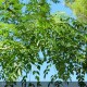 CELTIS australis