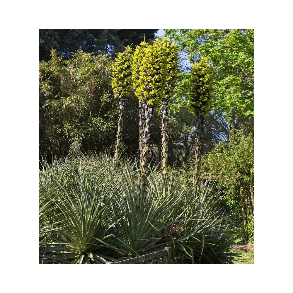 PUYA chilensis