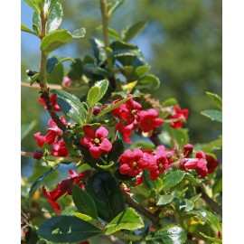 ESCALLONIA coccinea Compacta