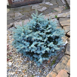 PICEA pungens Glauca Globosa