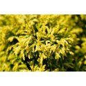 CHAMAECYPARIS obtusa Fernspray Gold