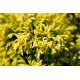 CHAMAECYPARIS obtusa Fernspray Gold