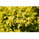 CHAMAECYPARIS obtusa Fernspray Gold