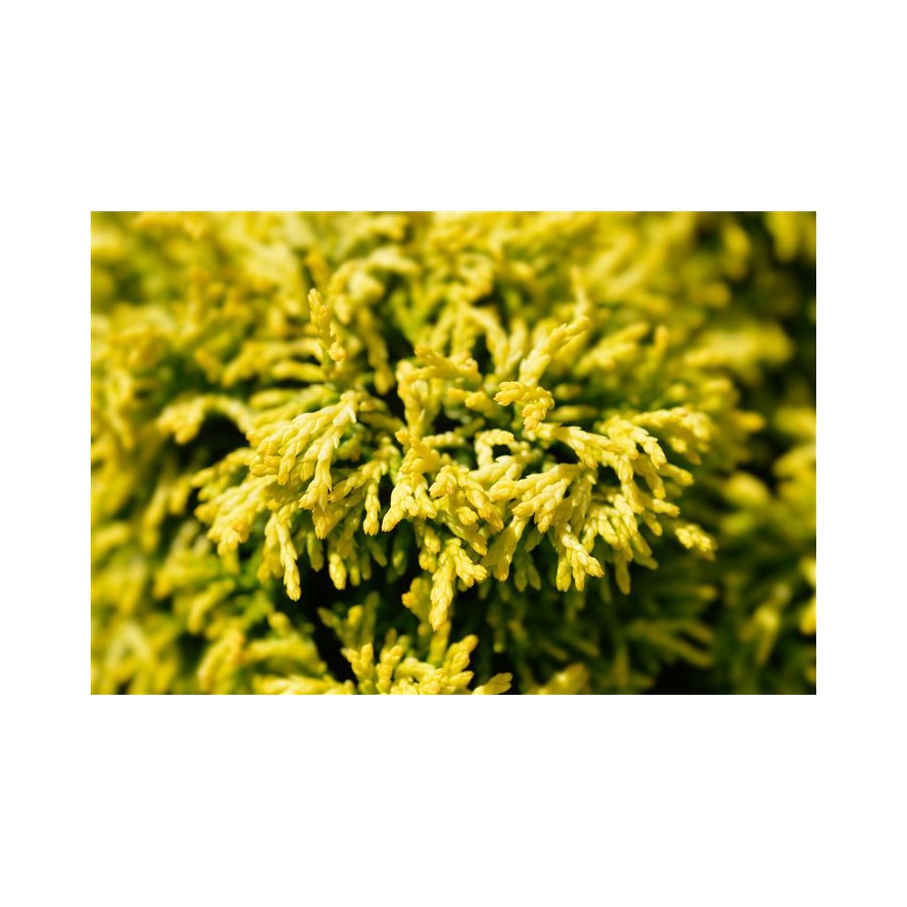 CHAMAECYPARIS obtusa Fernspray Gold