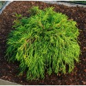 CHAMAECYPARIS pisifera Sungold