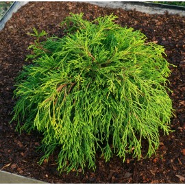 CHAMAECYPARIS pisifera Sungold