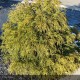 CHAMAECYPARIS pisifera Sungold