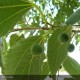 CELTIS australis