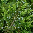 JUNIPERUS conferta Schlager